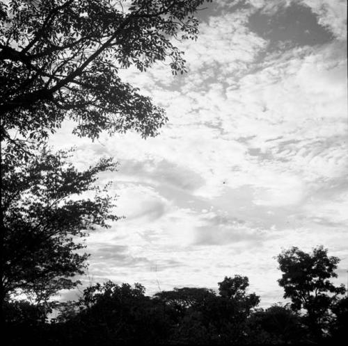 Trees frame clouds in a sunset sky