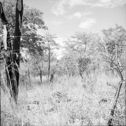 Two children standing in the veld, distant view