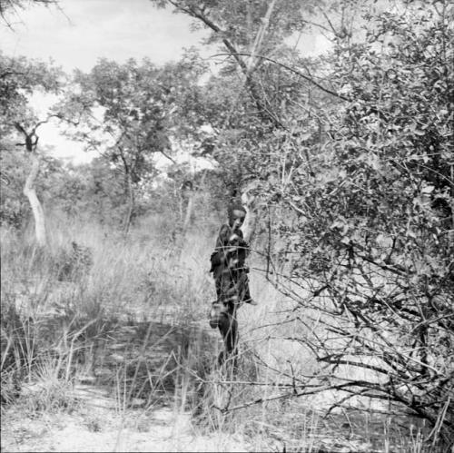 Boy carrying !Ungka Norna on his shoulder through grass and trees