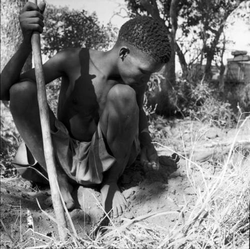 Boy squatting, holding his digging stick, looking at a root