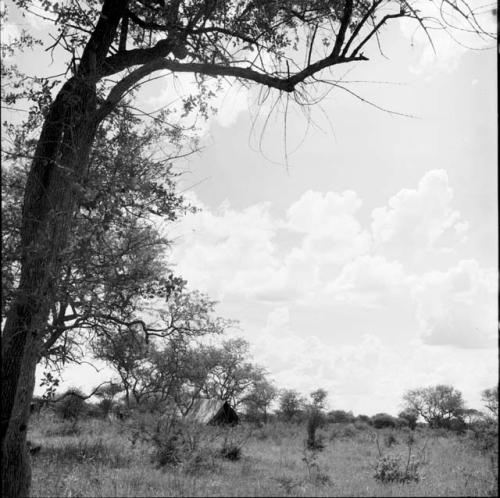 Tree, with an expedition tent in the distance