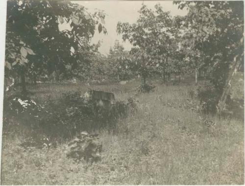 Trench in Forest Park, possibly near King Philip's Stockade