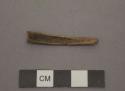 Organic, bone, needle? fragment, slightly curved in cross-section, rounded tip