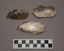 Organic, shells, faunal remains, halves of bivalves, white, silver, and brown in color