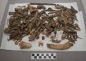 Organic, bones, faunal remains of various animals, mandibles, teeth, bones, ribs, joints