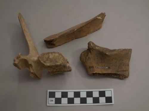 Faunal, mammal bone fragments including one vertebra, some cut marks