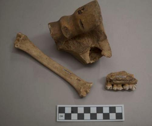 Mammal bone fragments, one long bone, one mandible, one joint, some have cut marks