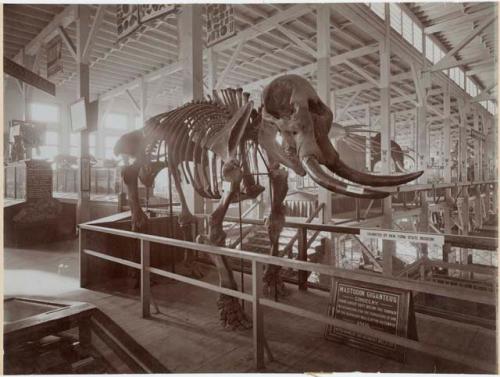 World's Columbian Exposition of 1893 - Mastodon skeleton