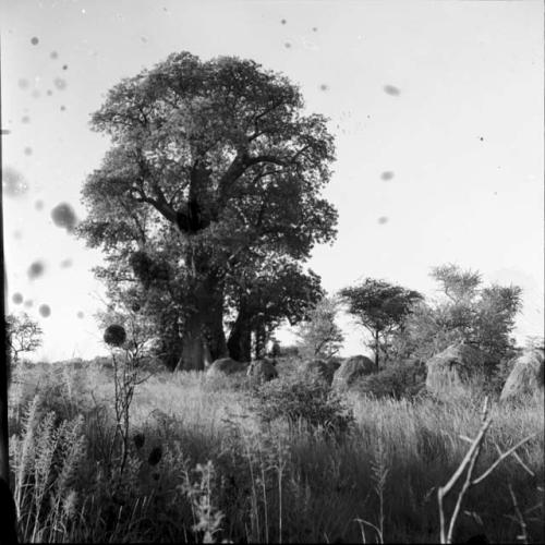 Skerms near a baobab tree (raindrops on camera lens)