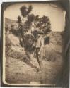 Man standing next to a Joshua tree