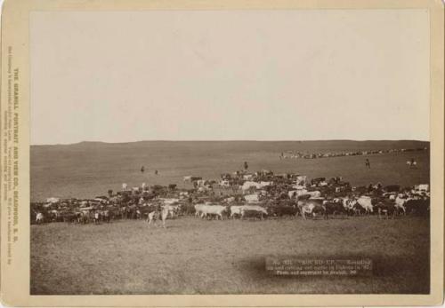 Men rounding up and cutting out cattle