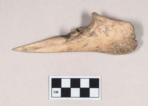 Organic, worked animal bone awl, worked from ulna fragment