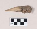 Animal bone perforator, worked from ulna fragment