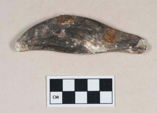 Worked and polished shell fragment, possibly in shape of animal tooth, with ferrous metal fragments adhered to the side