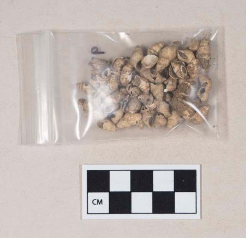 Shells and shell fragments, some possibly perforated; bone fragments