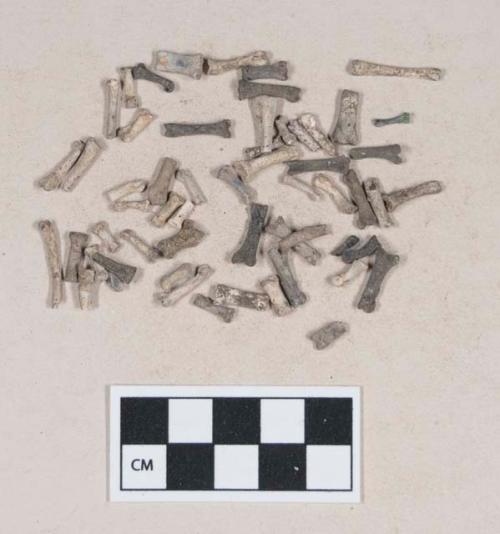 Animal bones and bone fragments, burned and calcined; burned and perforated animal claw fragment; worked shell fragment; stone