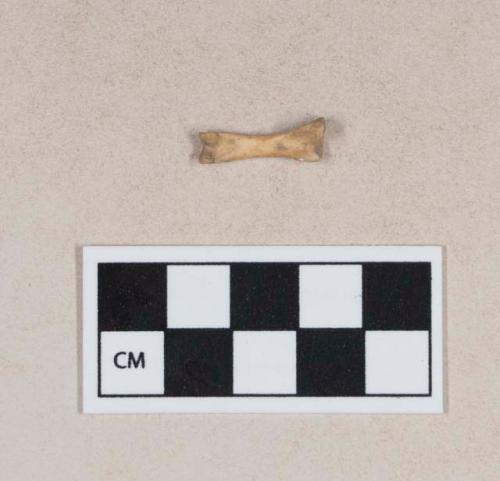 Animal bone, podial