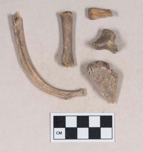 Animal bone fragments, including rib