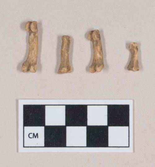 Animal bones, podial bones