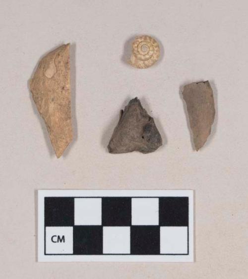 Animal bone fragments, some burned; gastropod shell