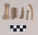 Animal bone fragments