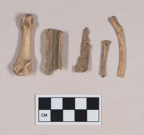 Animal bone fragments