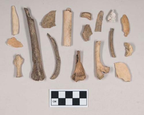 Animal bone fragments, including some possible fish bones, one fragment calcined