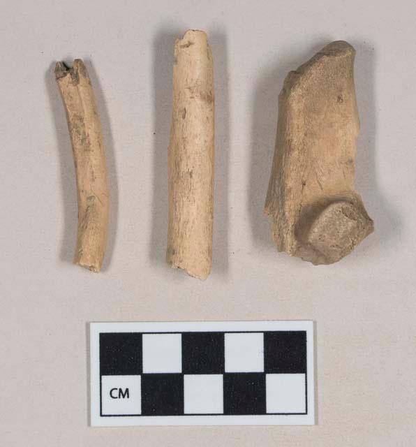 Animal bone fragments – Objects – eMuseum