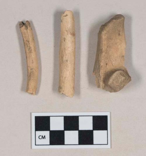 Animal bone fragments