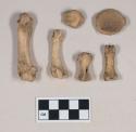 Animal bones and bone fragments