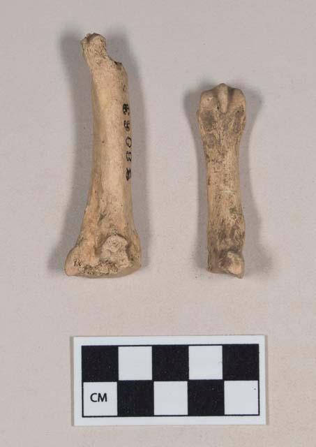 Organic, animal bone and bone fragment