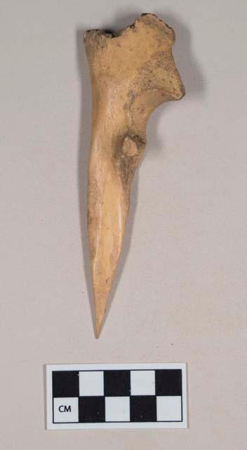 Worked animal bone awl, made from ulna