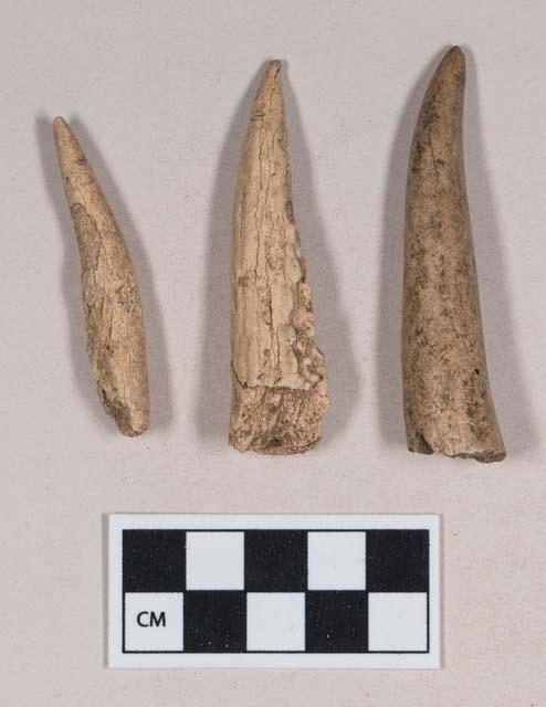 Cut and worked antler tip fragments