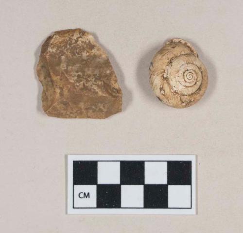 Chipped stone, flake, with possible use wear; gastropod shell