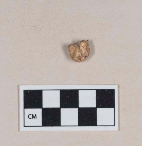 Animal tooth fragment