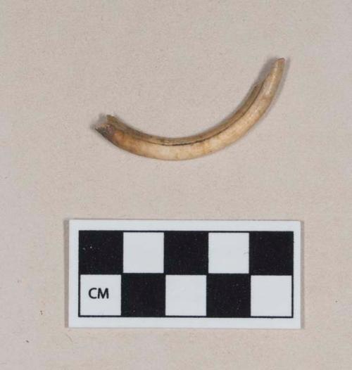 Animal tooth fragment, likely rodent