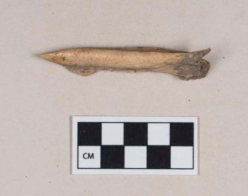 Worked animal bone awl