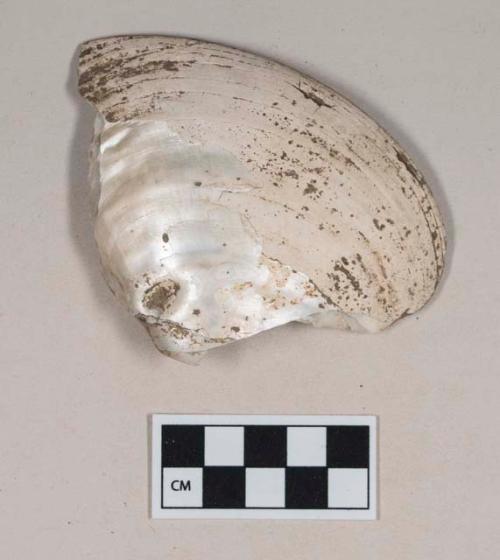 Worked bivalve shell fragment