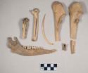 Animal bones and bone fragments, including ulna fragments, mandible with teeth, carpometacarpus, sacrum fragment; possible worked rib fragment