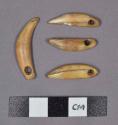 Faunal remains, perforated canine teeth