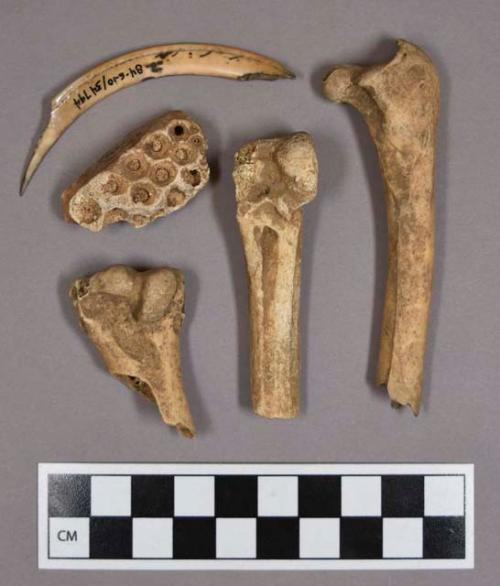 Organic, faunal remains, bone fragments, including ungulate, bird, fish, and reptile