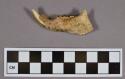 Organic, faunal remain, mandible bone fragment and tooth, rodent