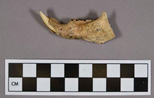 Organic, faunal remain, mandible bone fragment and tooth, rodent