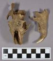 Organic, faunal remains, skull and mandible fragments with teeth, rodent