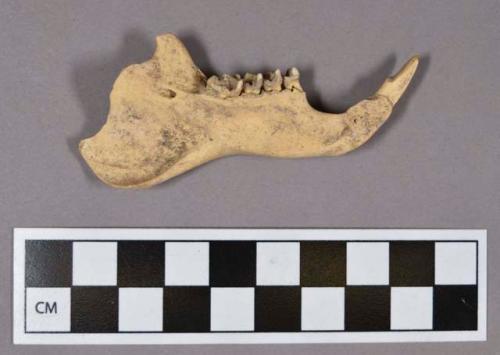 Organic, faunal remain, mandible fragment with teeth, woodchuck