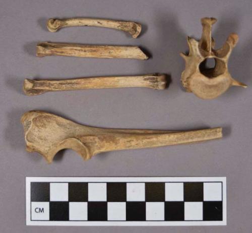 Organic, faunal remains, bones, includes skull and vertabrae fragments