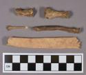 Organic, faunal remains, bone fragments