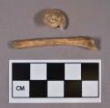 Organic, faunal remains, bone and shell fragments