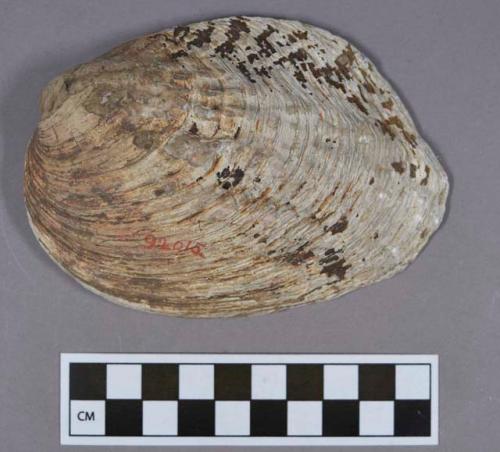 Organic, faunal remain, shell, bivalve