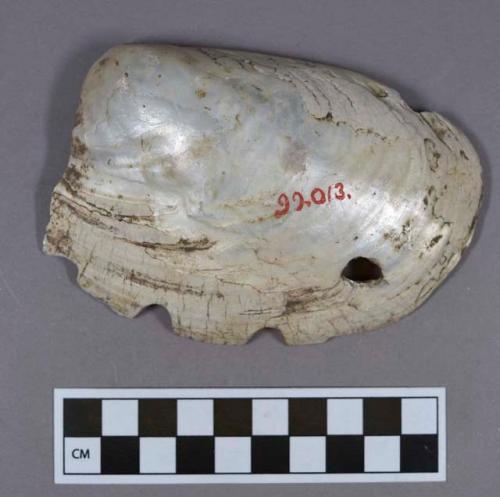 Organic, utilized shell, bivalve, carved and notched ventral margin, perforated